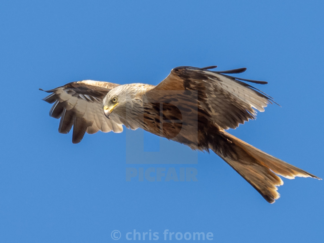 "raptor in the blue" stock image