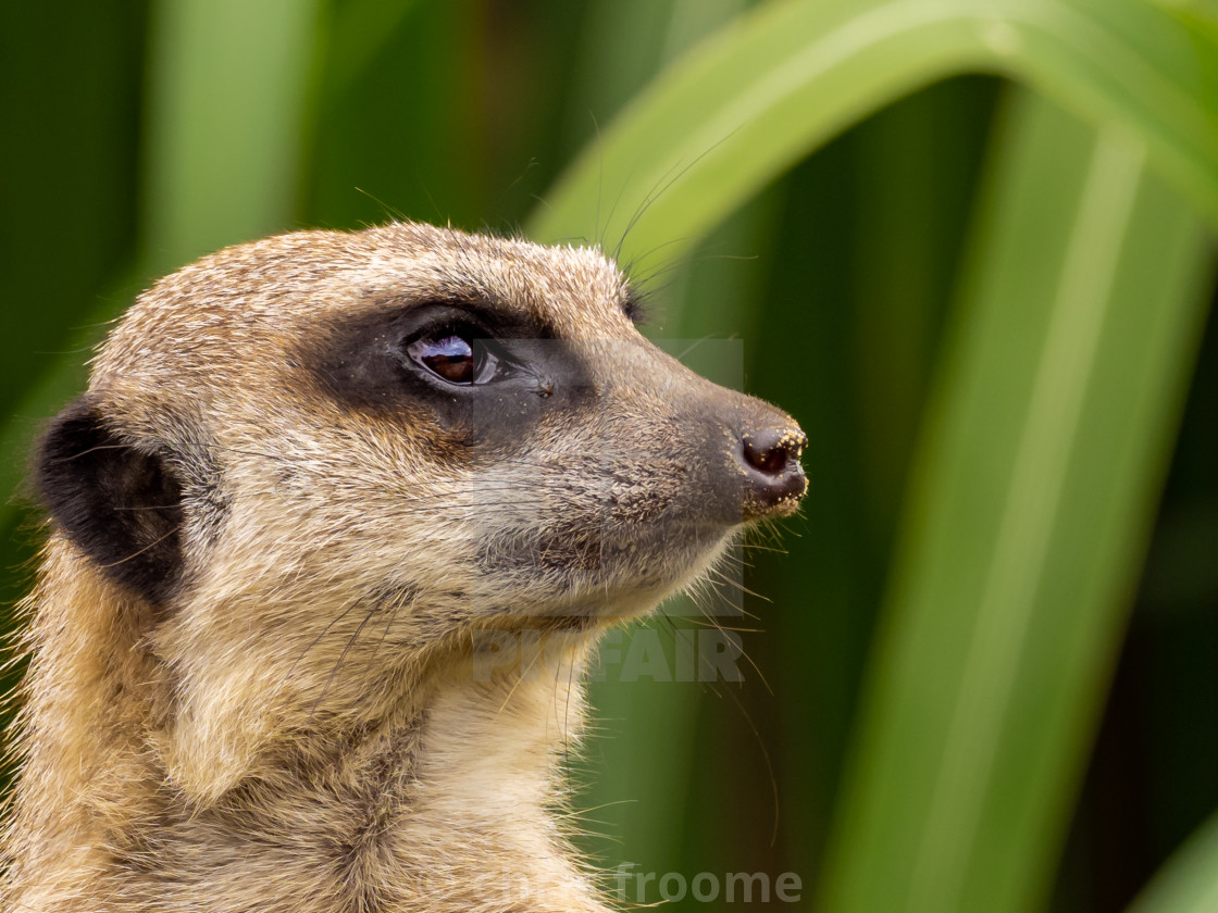 "Meerkat portrait" stock image