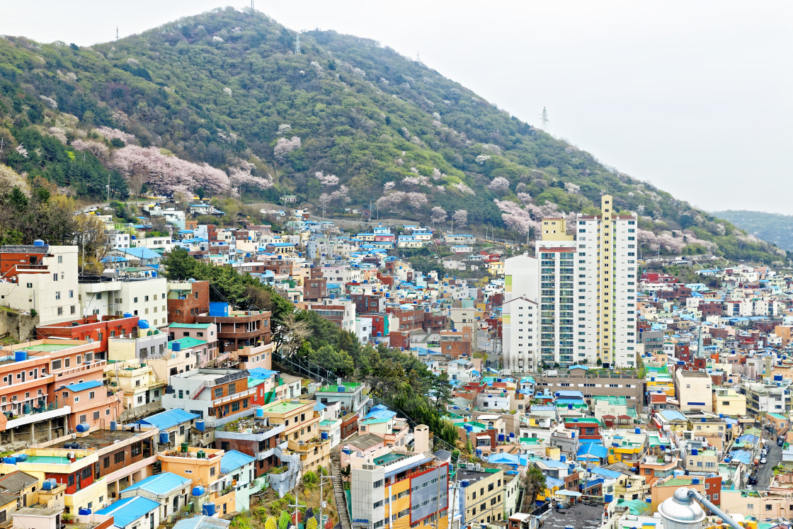 Gamcheon Culture Village In South Korea License Download Or