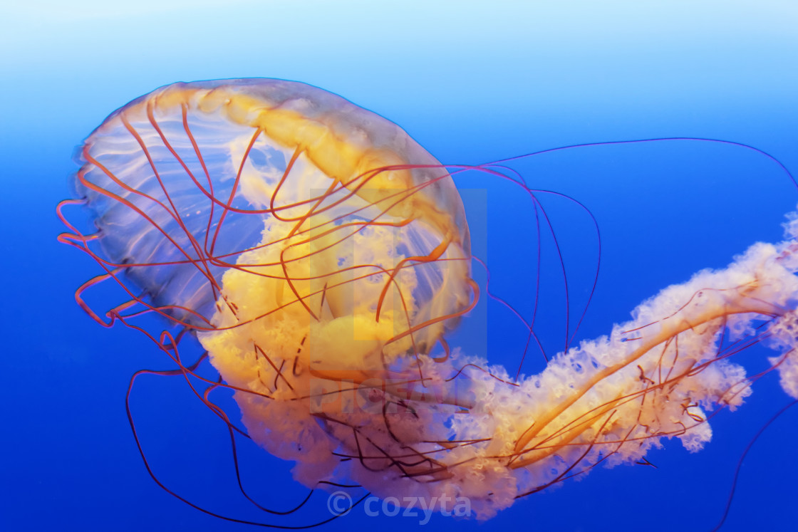 "spectacular jellyfish" stock image