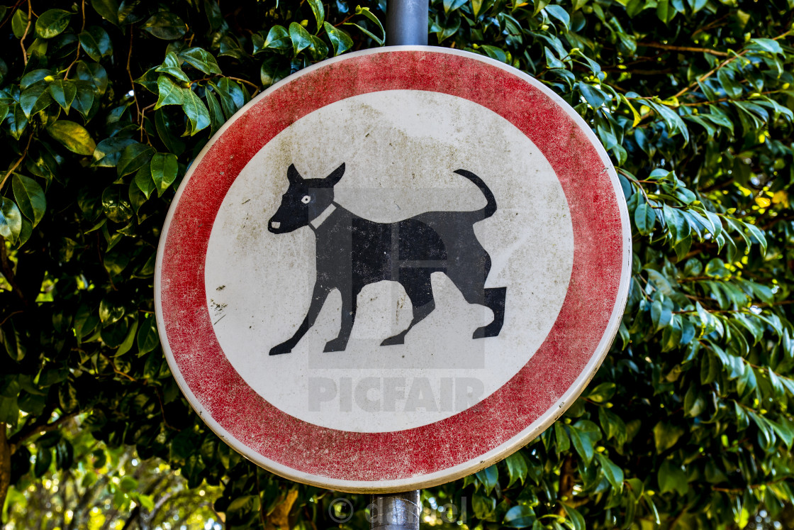 No Cats Allowed License Download Or Print For 6 20 Photos