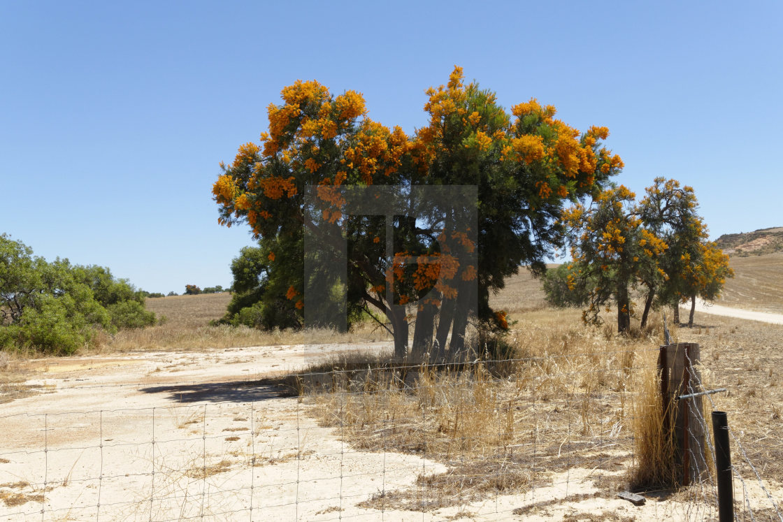 Australian Native Christmas Tree License Download Or Print For 3 72 Photos Picfair