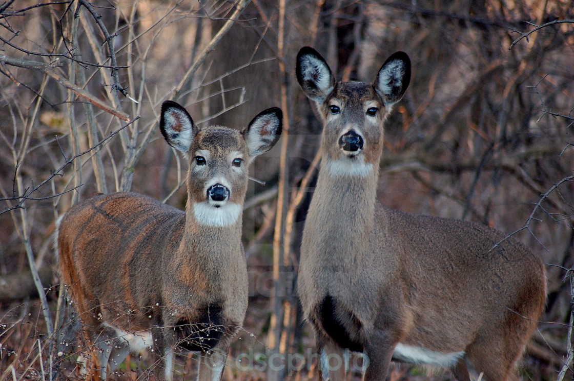 "Like Deer In the Headlights" stock image