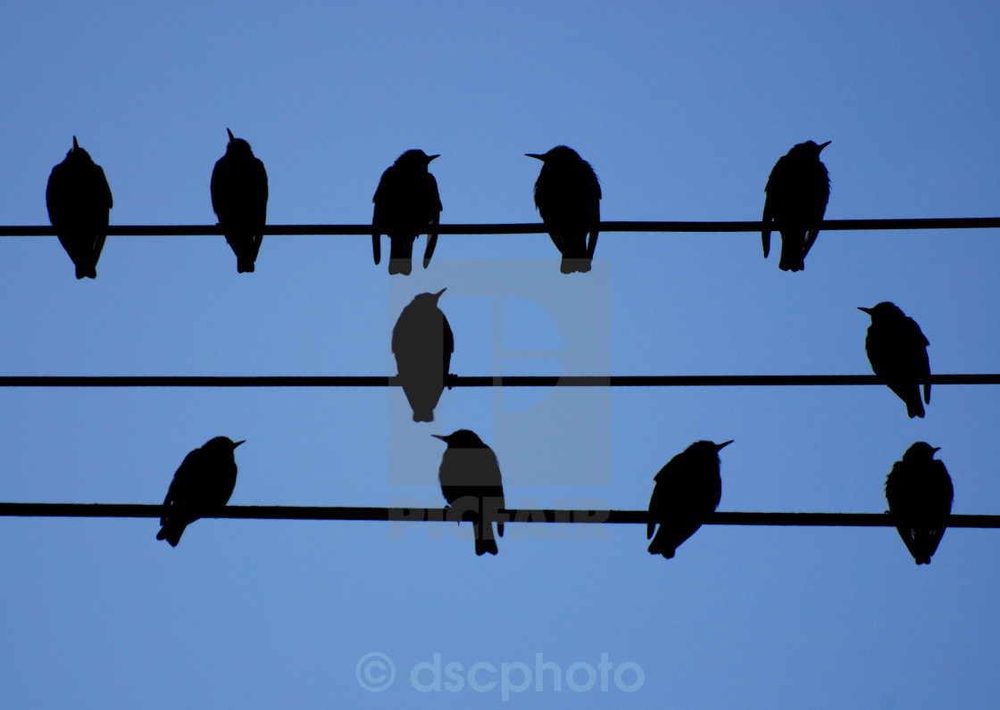 "Song Birds" stock image