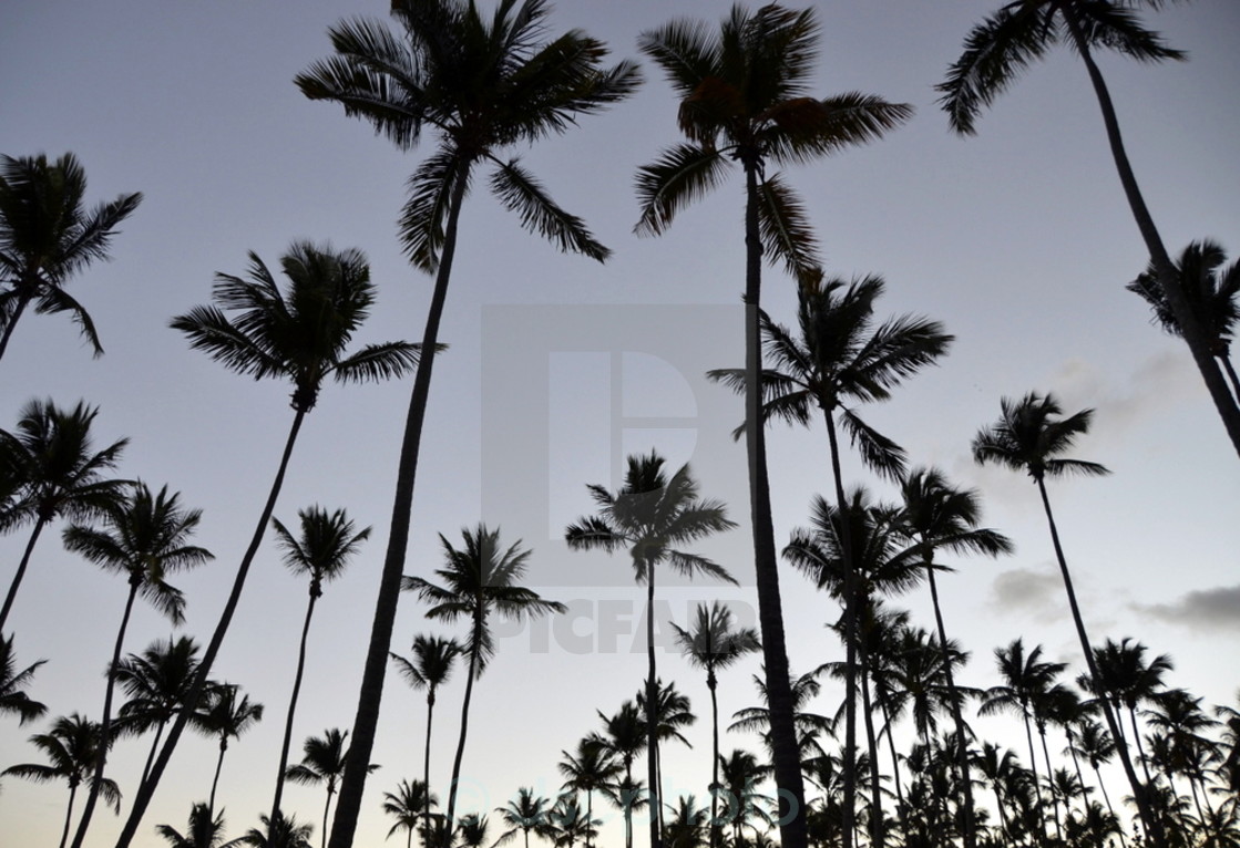 "Palm Tree Forest" stock image