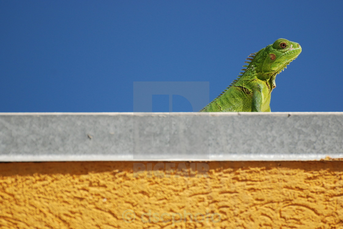 "Sunbathing" stock image