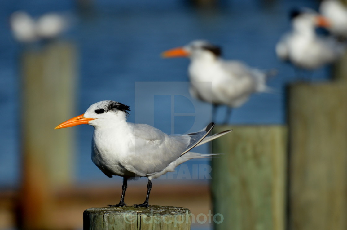"Royal Terns" stock image