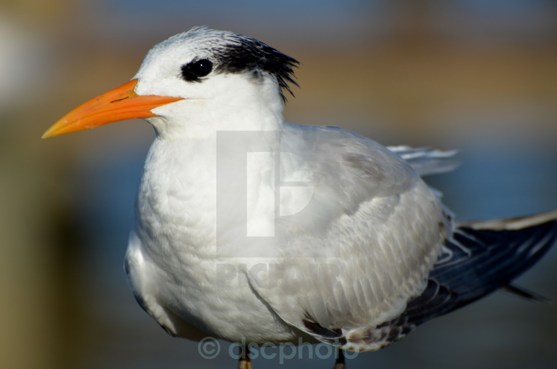 "Royal Tern Close-up" stock image