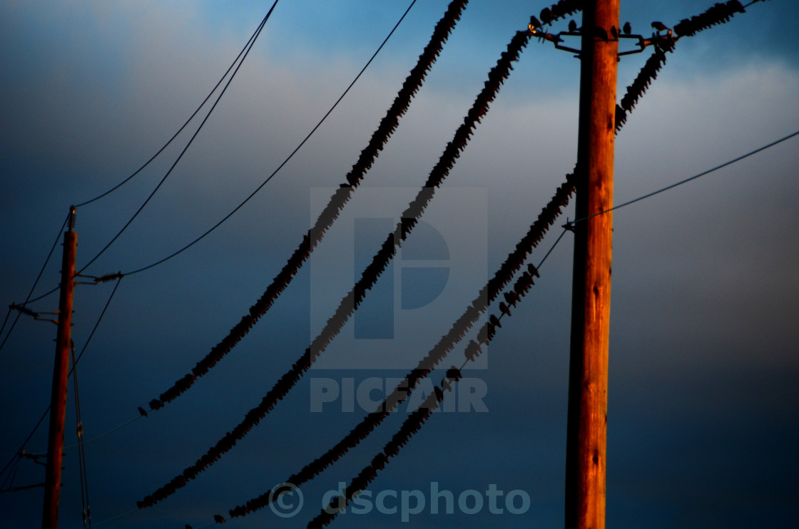 "Birds On a Wire" stock image