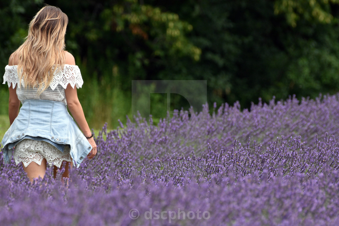 "Walking in a Lavender Field" stock image