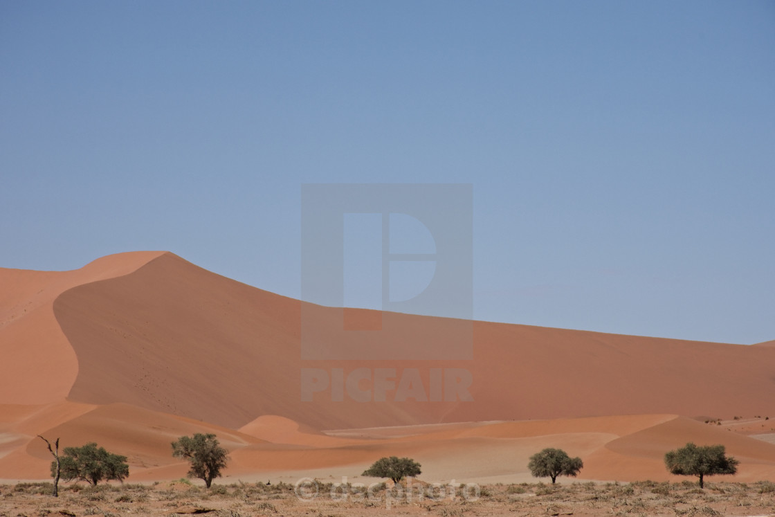 "Dunes & Trees" stock image