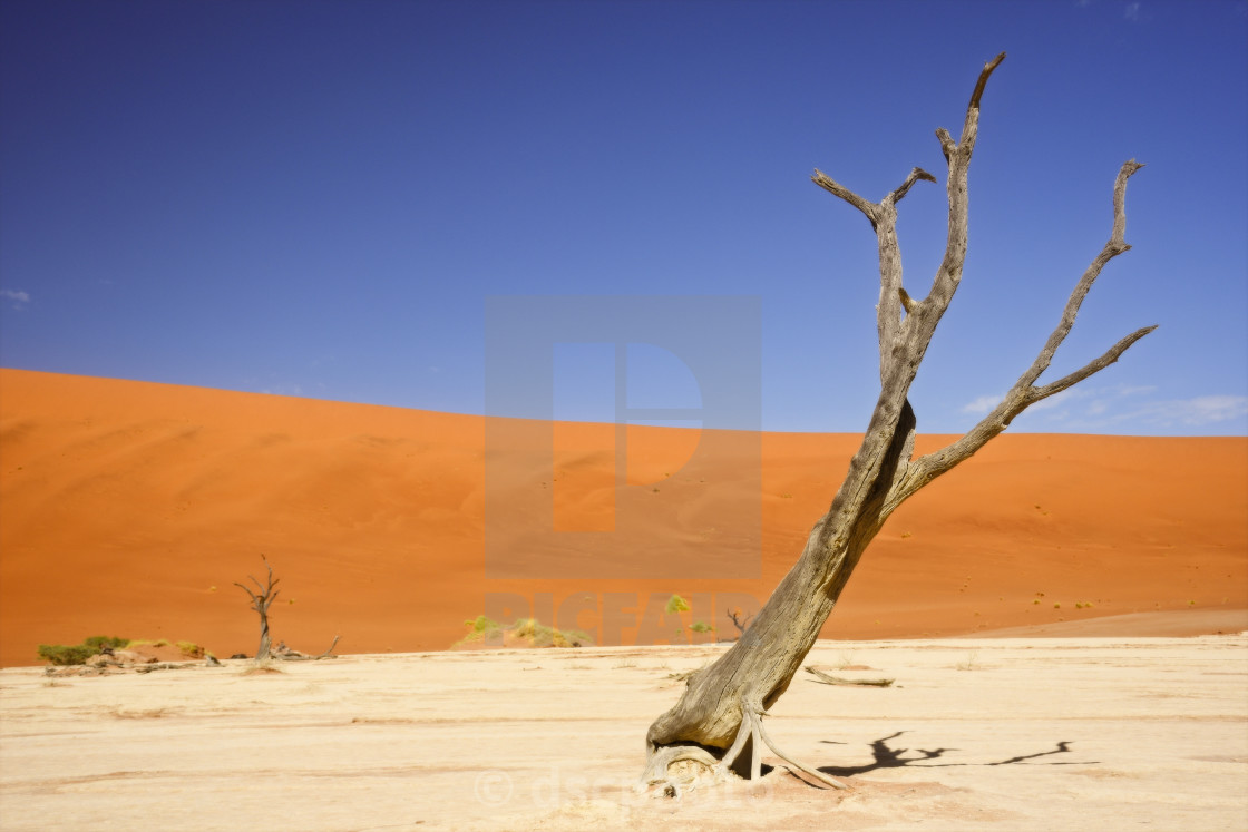 "Deadvlei Tree" stock image