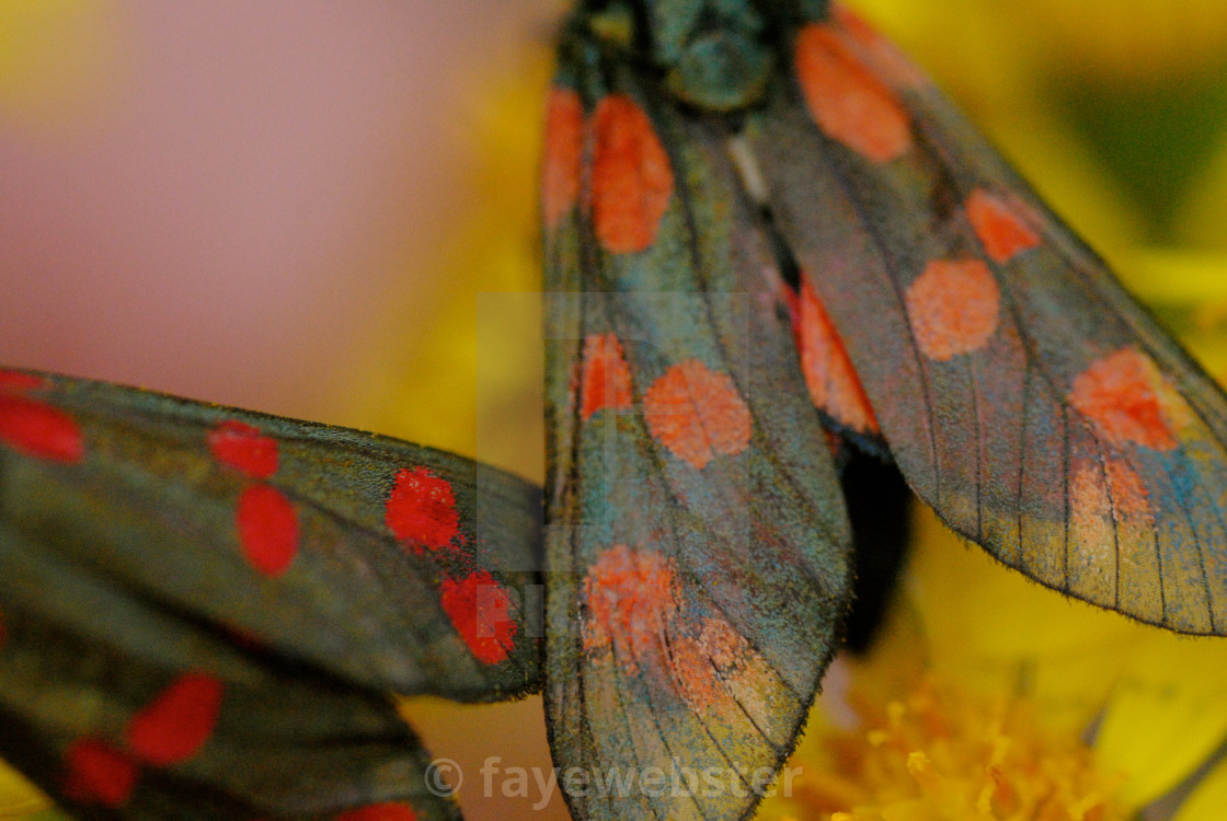 "6 Spot Burnet Moth" stock image