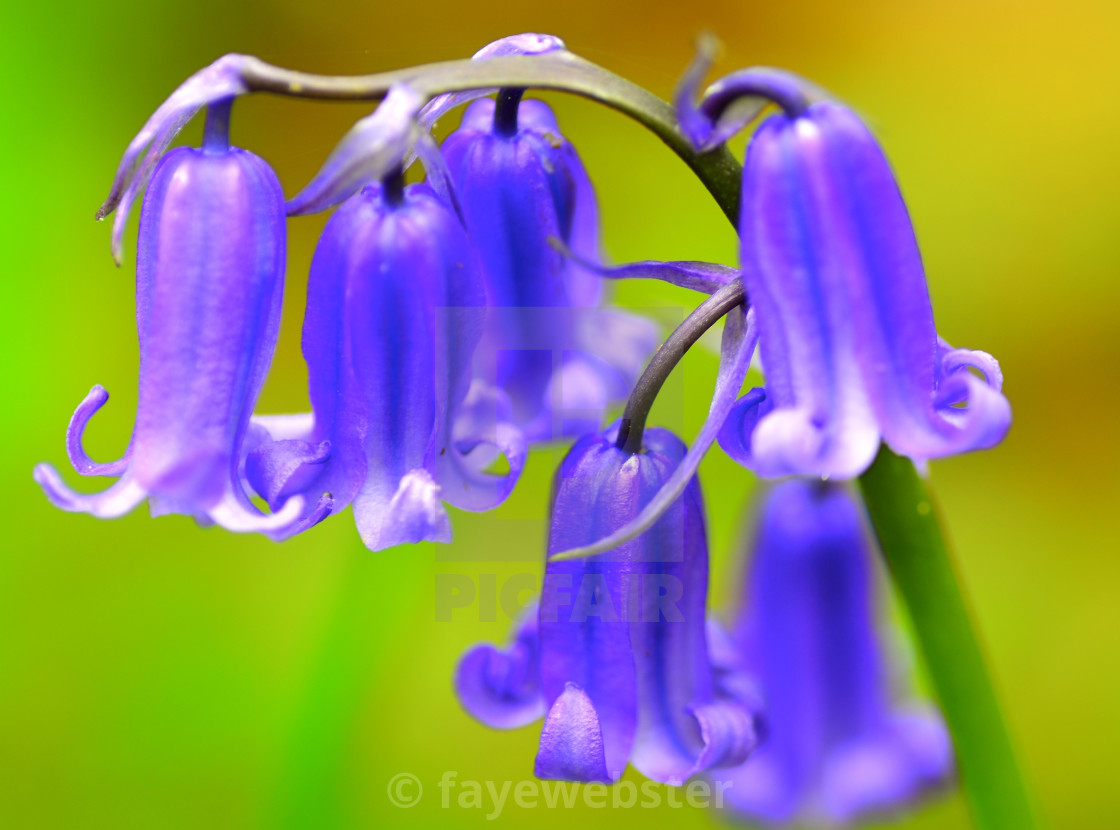 "Droopy Bluebells" stock image