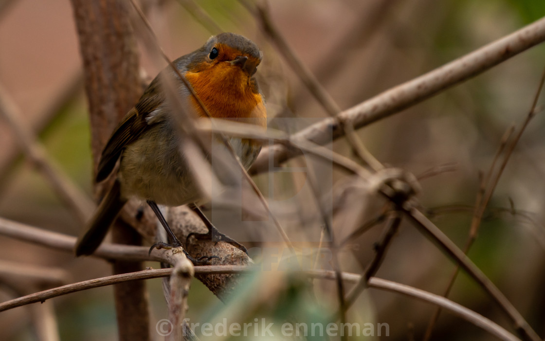 "Robin bird in backyard garden" stock image