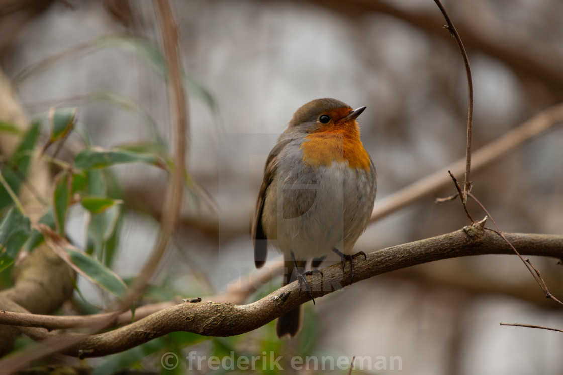 "Robin bird in backyard garden" stock image