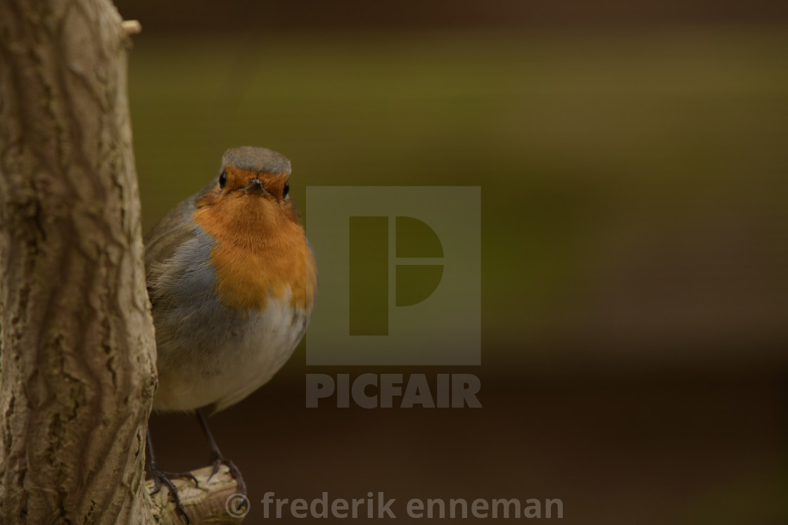 "Robin bird in backyard garden" stock image