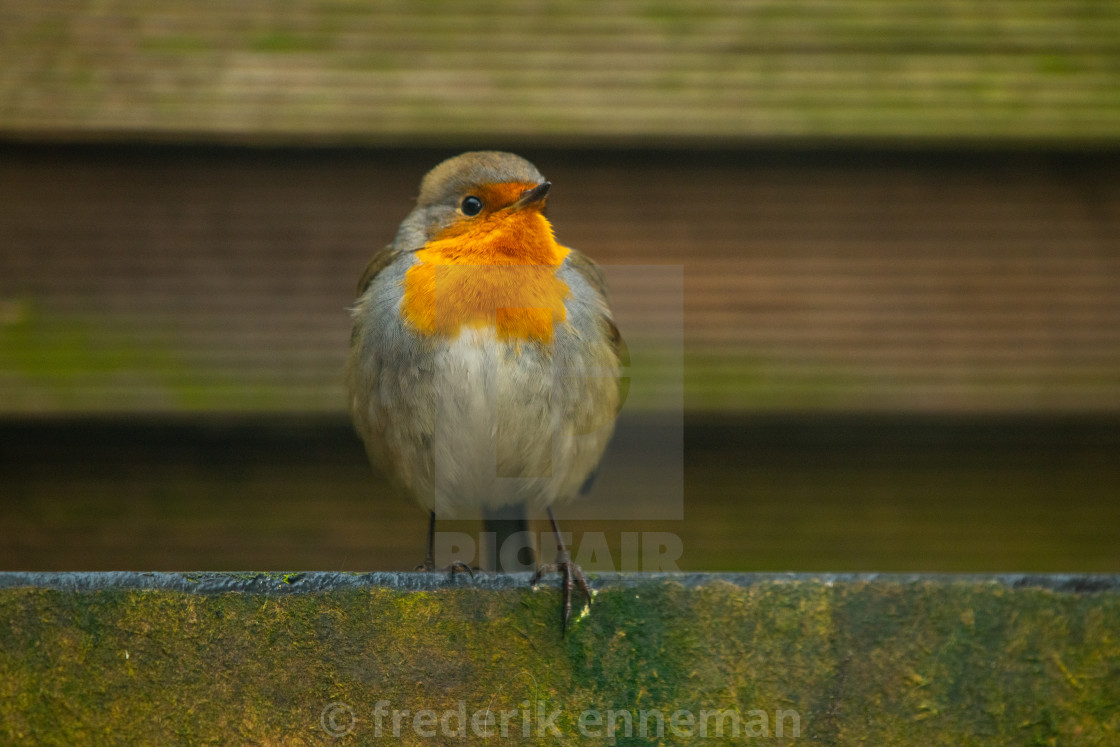 "Robin bird in backyard garden" stock image