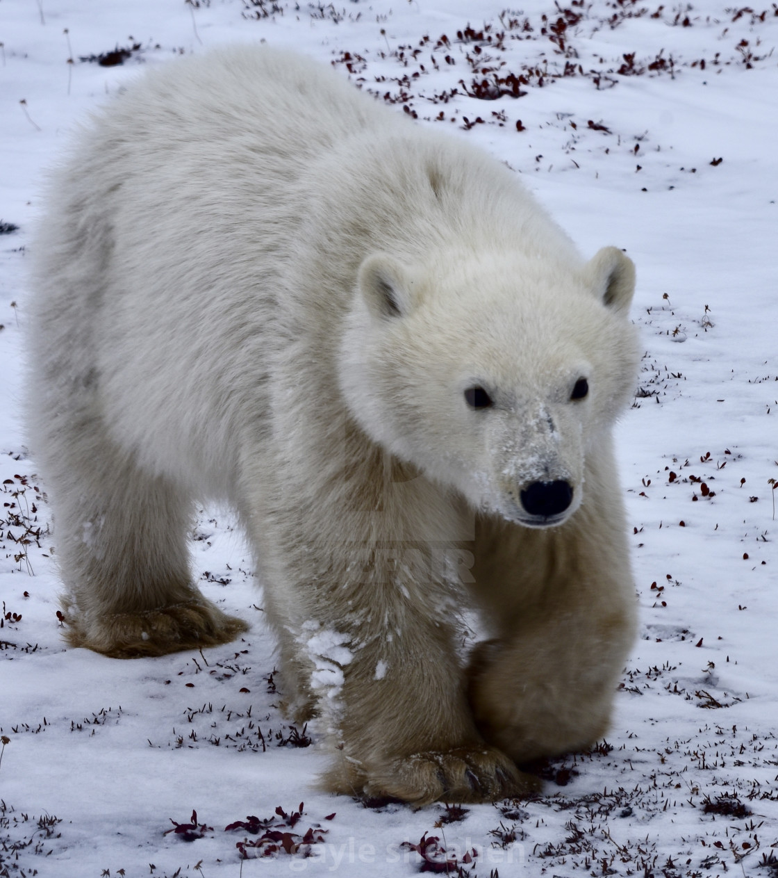 Cute Baby Polar Bear License Download Or Print For 12 40 Photos Picfair