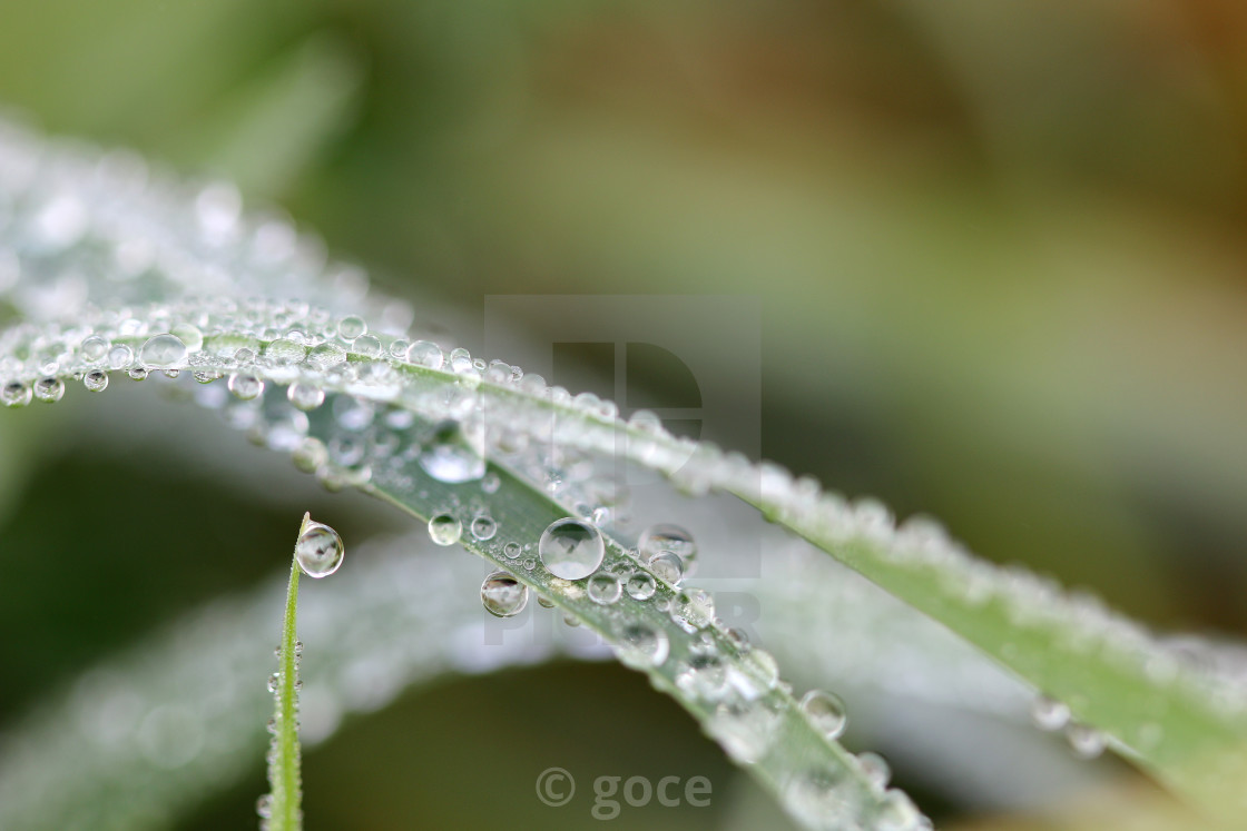 "morning dew drops on grass macro" stock image