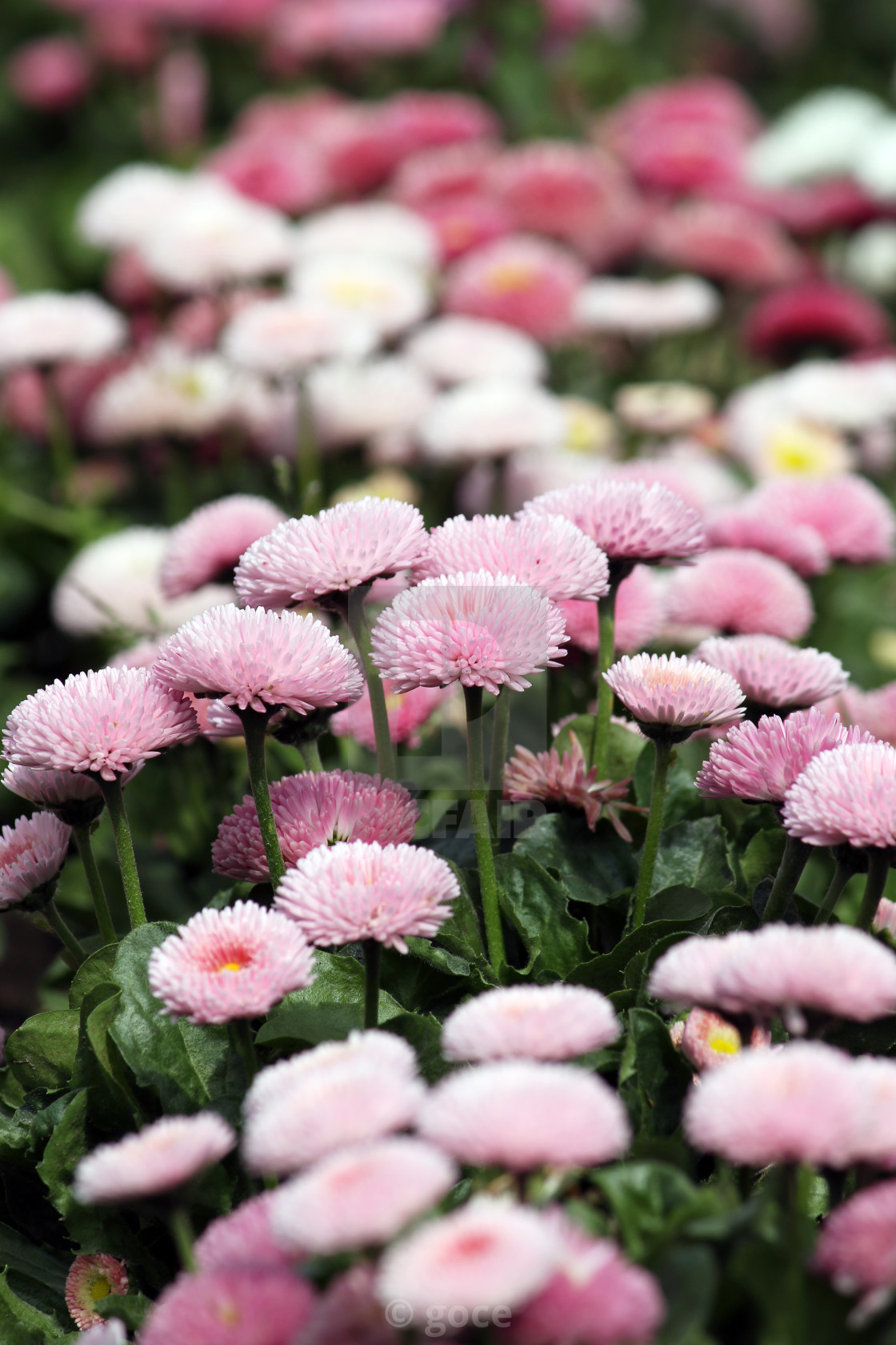https www picfair com pics 01718034 daisy flower garden spring season nature background