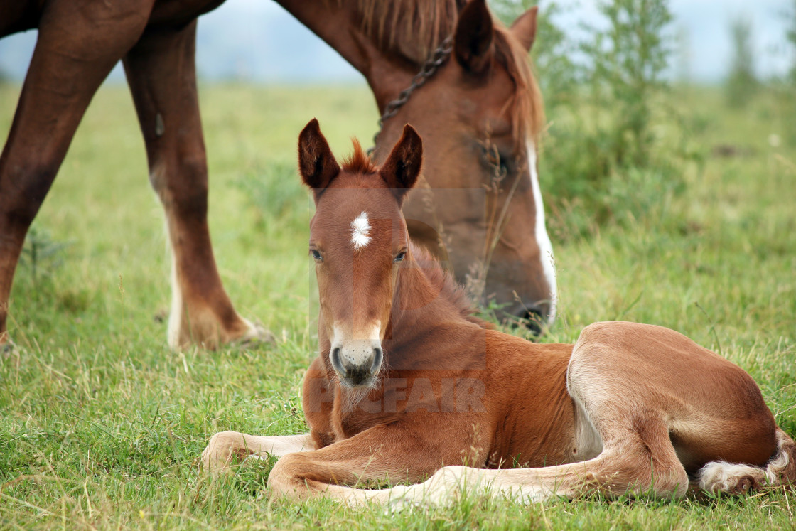 "foal and horse on pasture" stock image