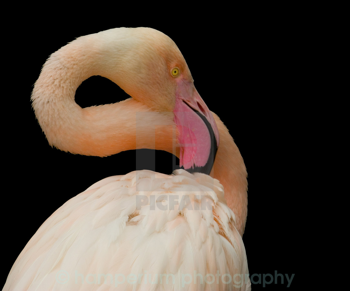 "flamingo" stock image