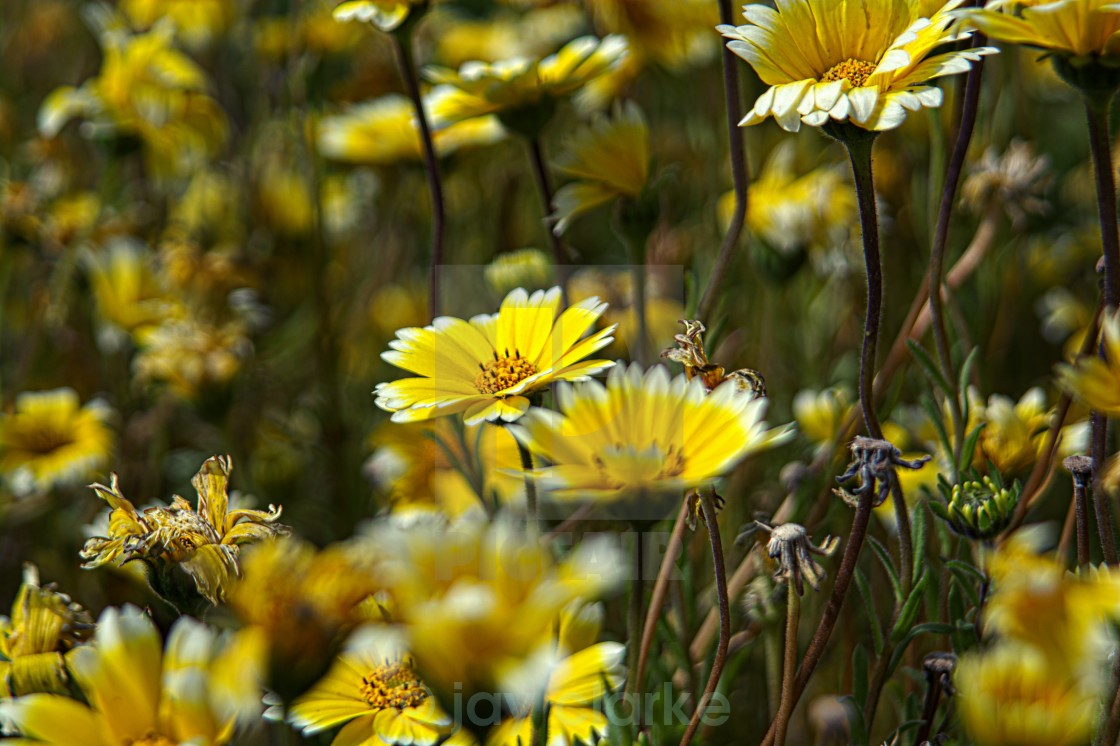 "sunny flowers for a sunny day" by jay clarke - $15.46 "sunny flowers for a sunny day" stock image