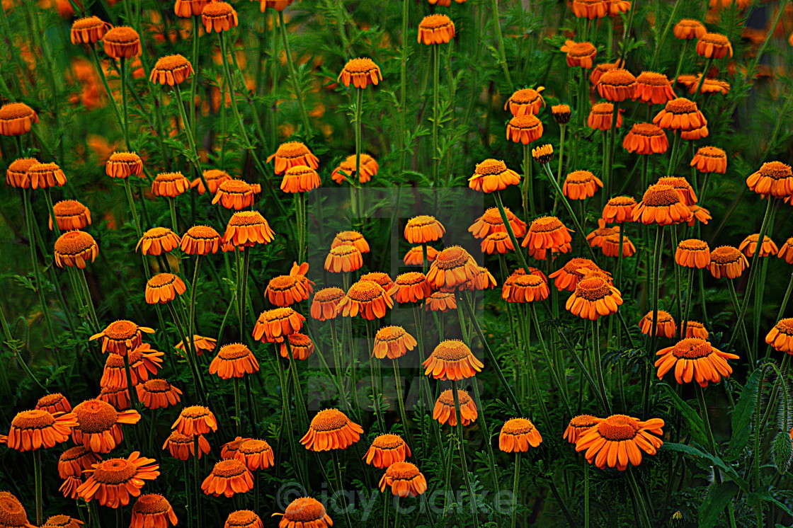 "orange and green" by jay clarke - $15.46 "orange and green" stock image