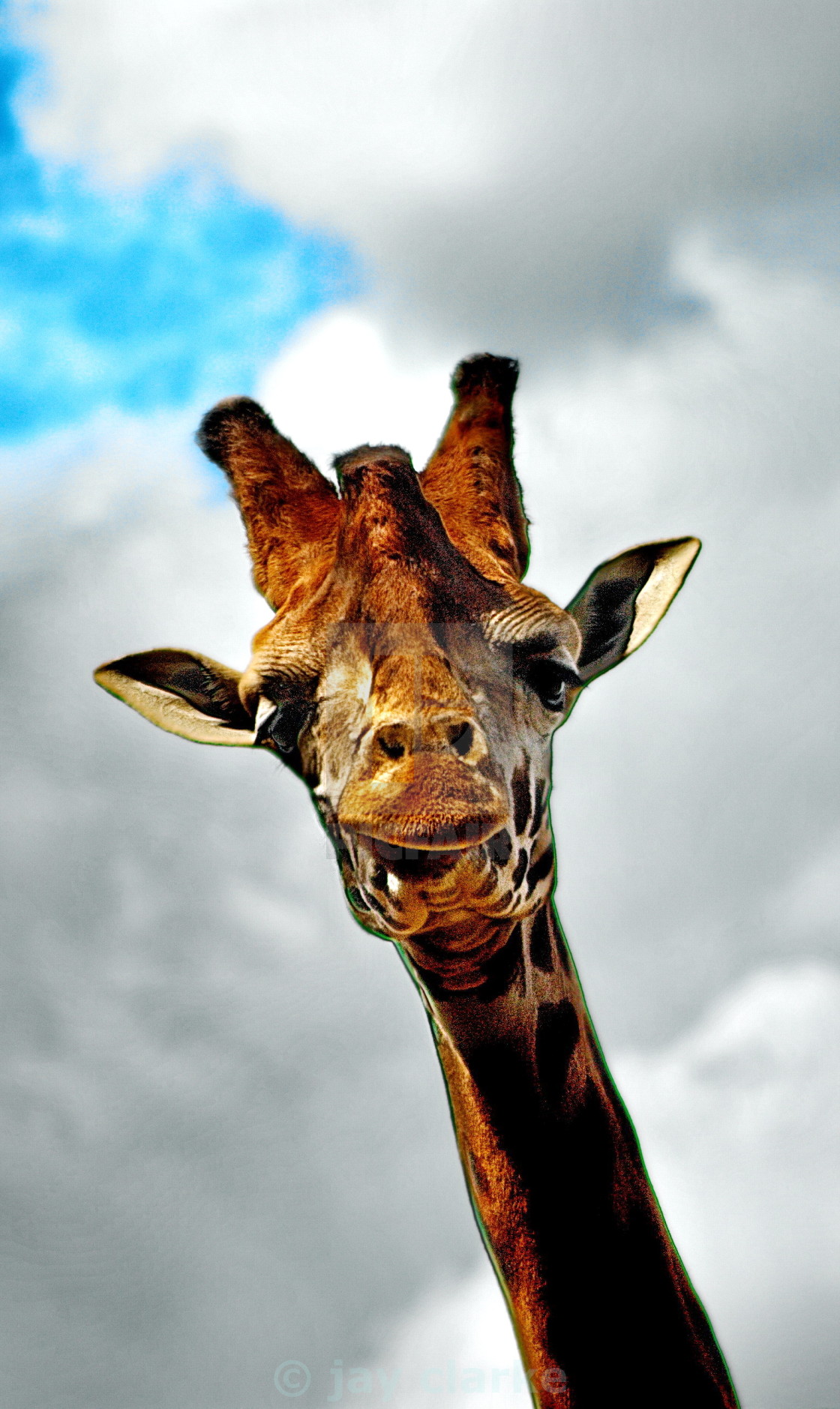 "what you looking at?" by jay clarke - $15.46 "what you looking at?" stock image
