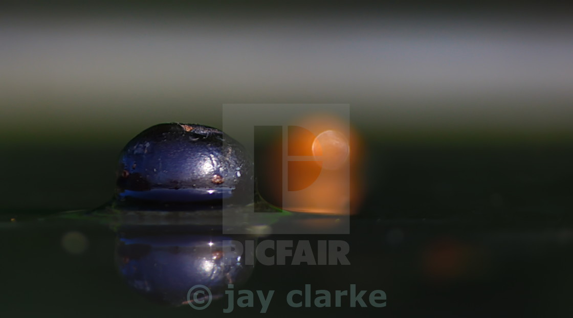 "the berry and the orb" by jay clarke - $15.46 "the berry and the orb" stock image