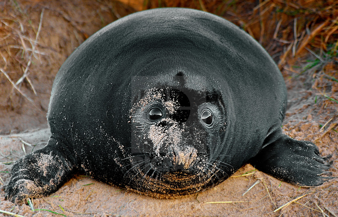 "black seal" by jay clarke - $15.46 "black seal" stock image