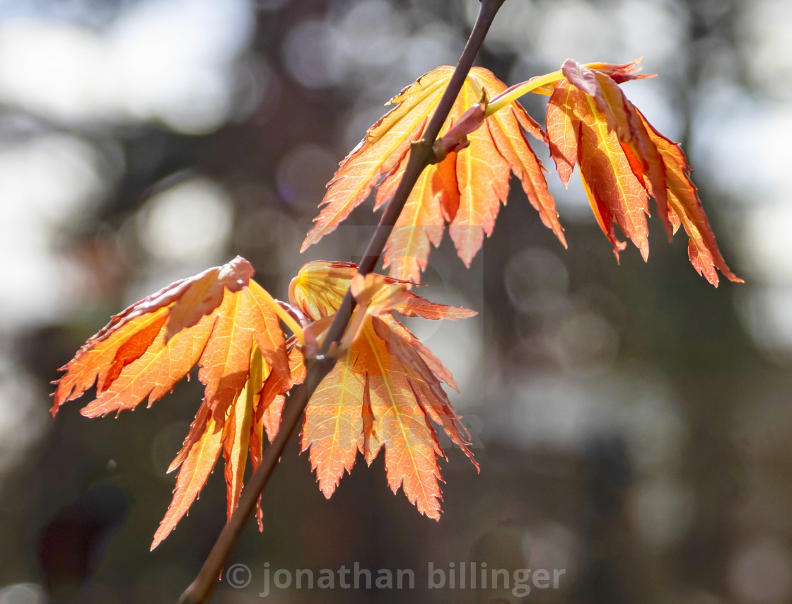 "Acer palmatum 'Orange Dream'" stock image