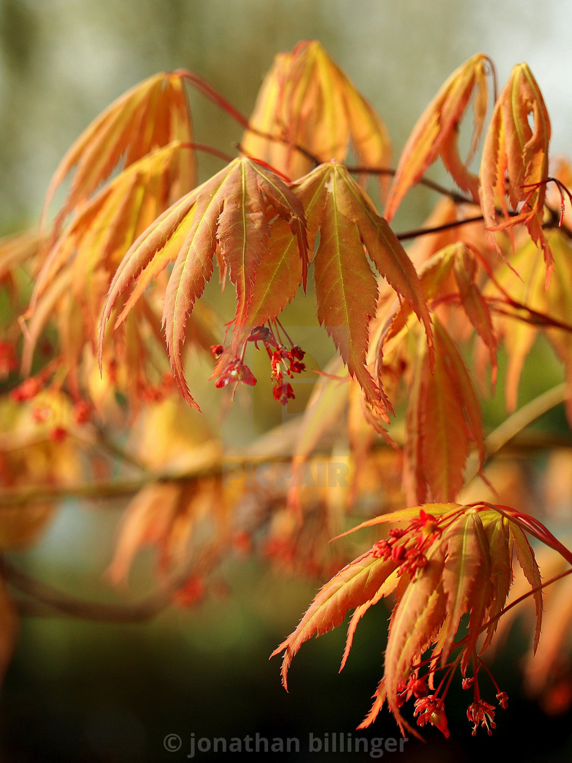 "Acer palmatum 'Nicholsonii' in April" stock image