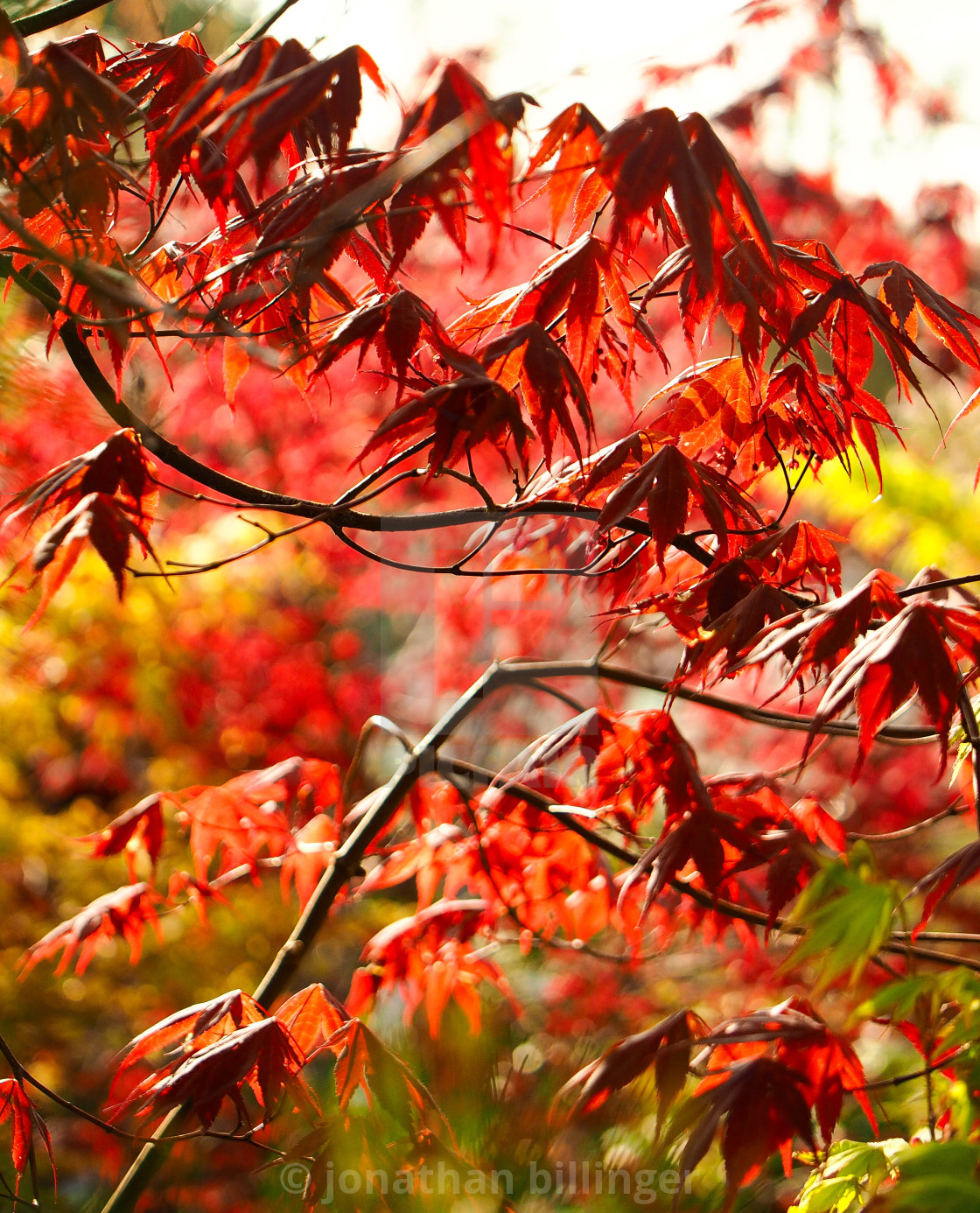 "Acer palmatum 'Bloodgood'" stock image