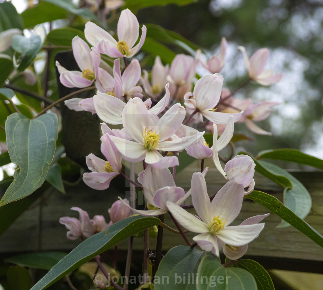 "Clematis armandii 'Appleblossom' in March" stock image