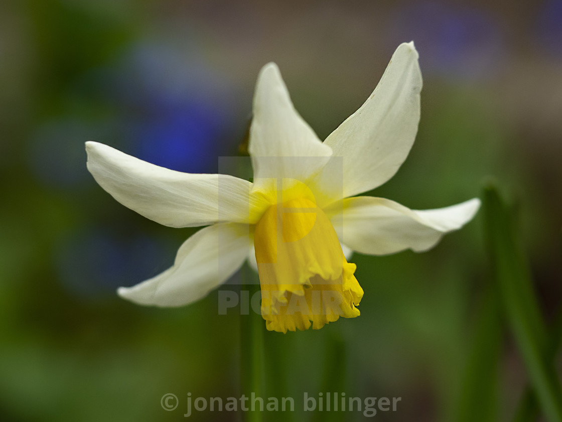 "Narcissus 'Topolino'" stock image