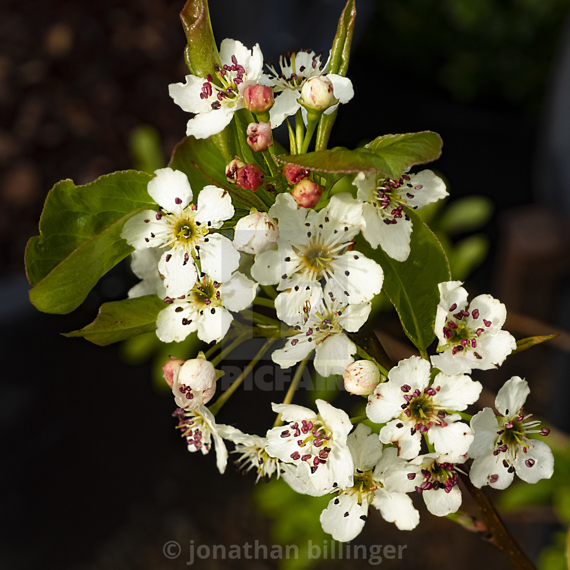 "Pear blossom in March" stock image