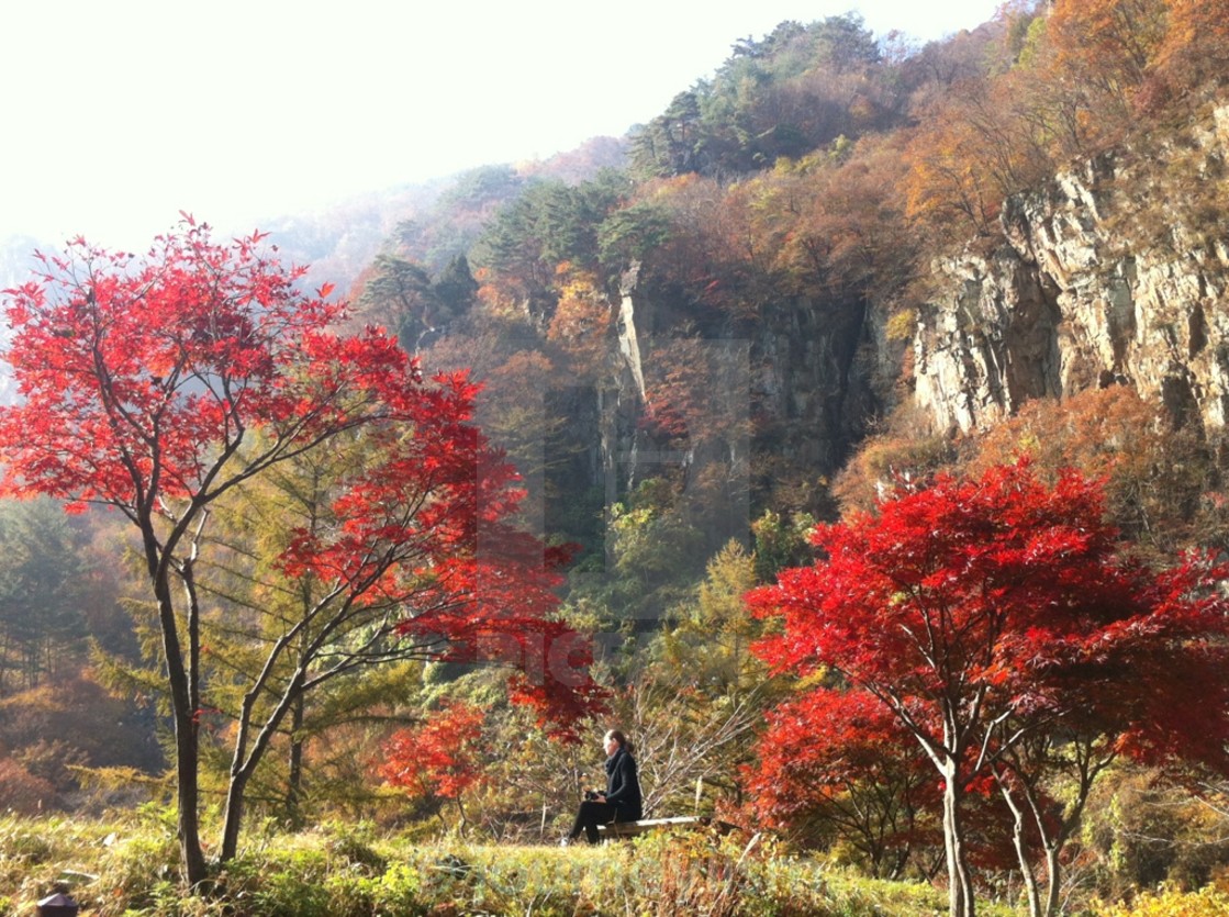 "Foliage" stock image