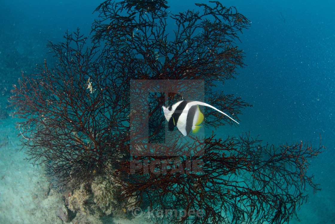 Longfin Bannerfish In The Tropical Waters Of Sipadan Malaysia