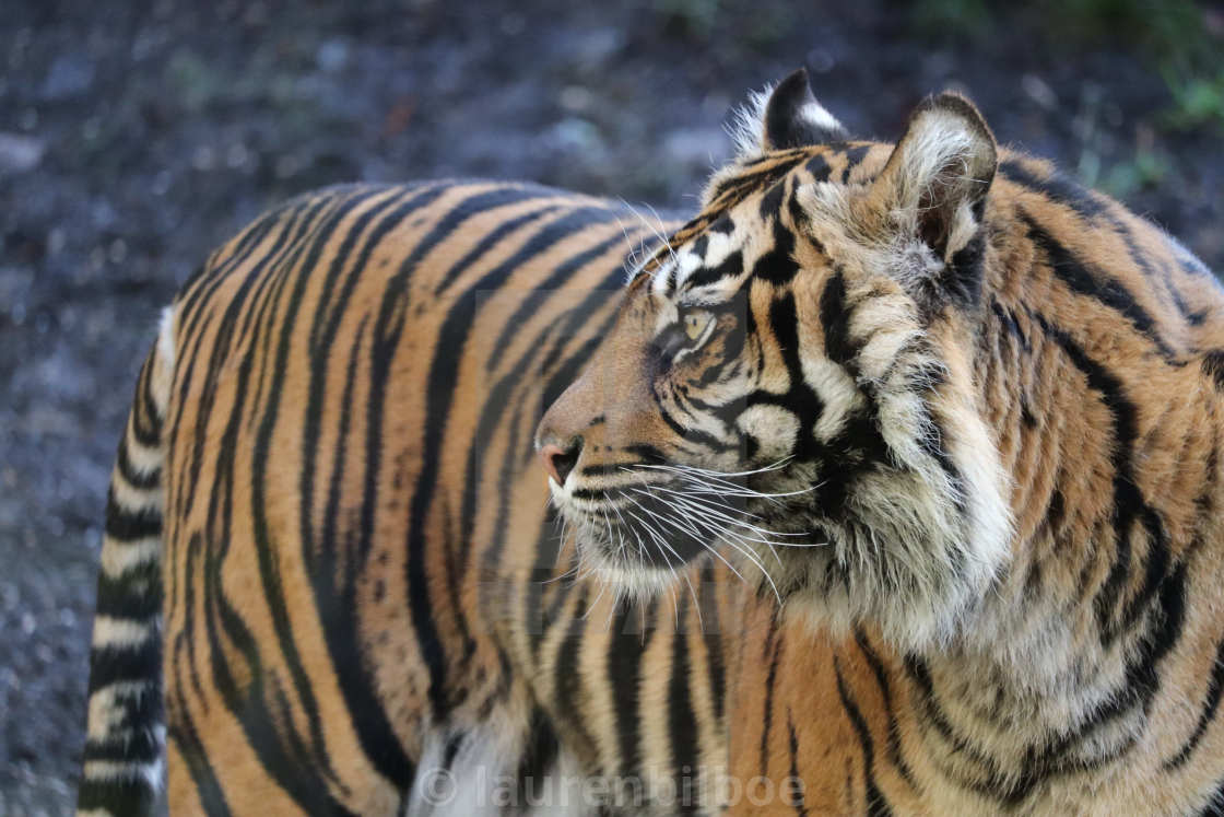 Female Sumatran Tiger Daseep Panthera Tigris Sondaica License Download Or Print For 3 72 Photos Picfair