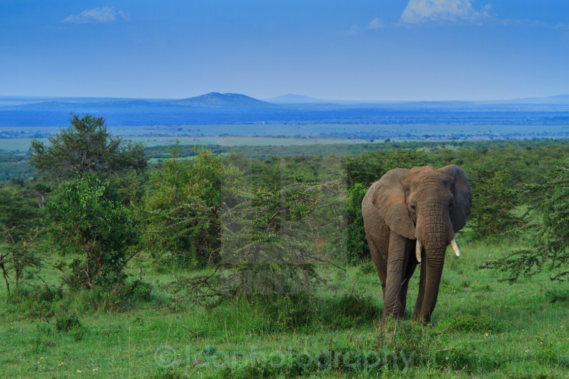 "Elephant" stock image