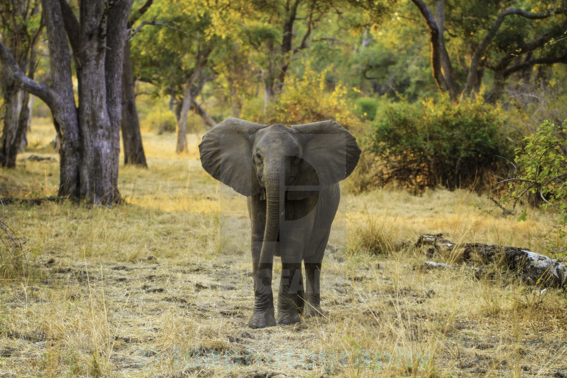 "Miombo Elephant" stock image