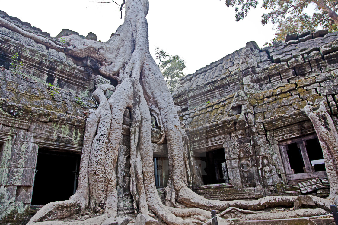 "Ta Prohm" by m24instudio - $18.50 "Ta Prohm" stock image