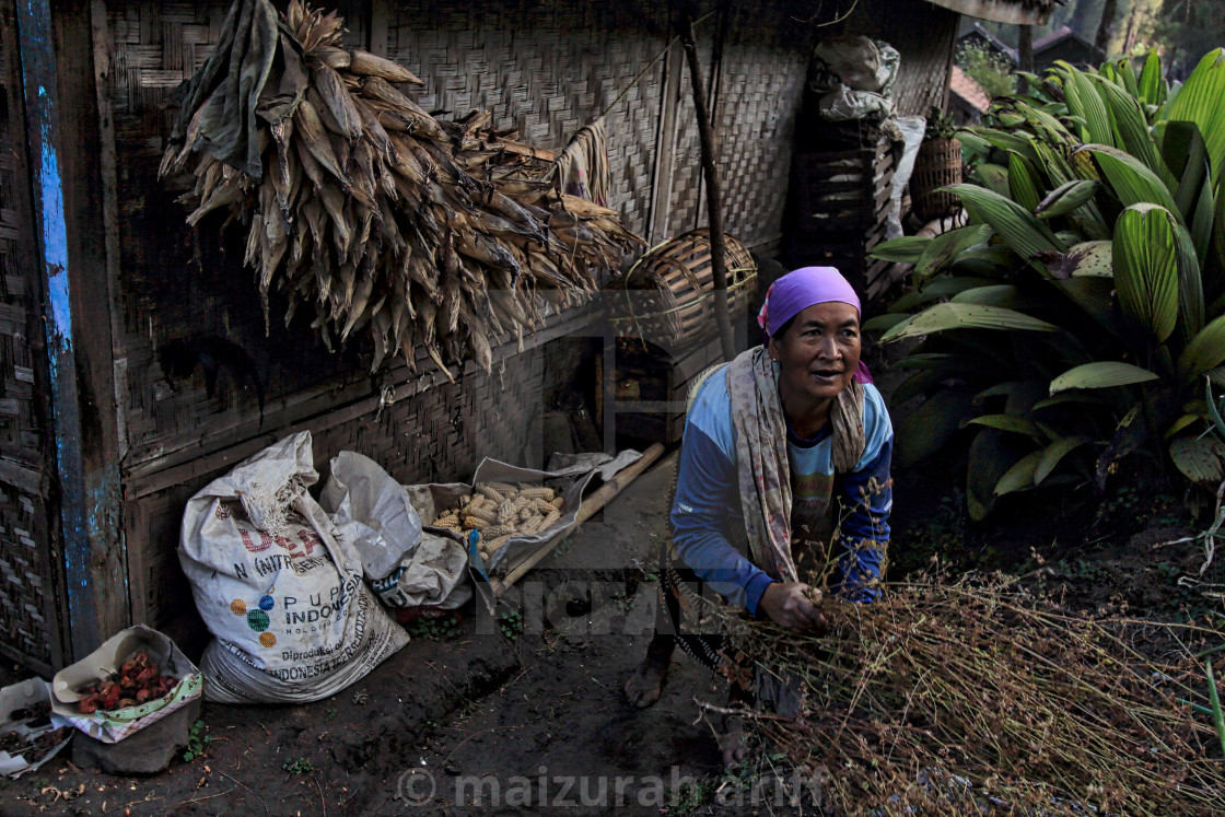 "Local tenggerese lady doing her chores" stock image
