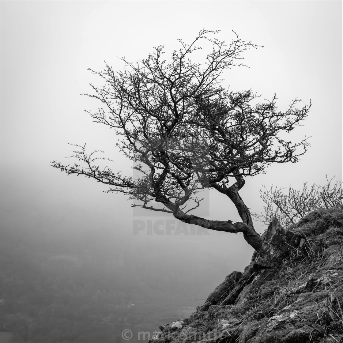 "Lone Tree Loughrigg Fell" stock image