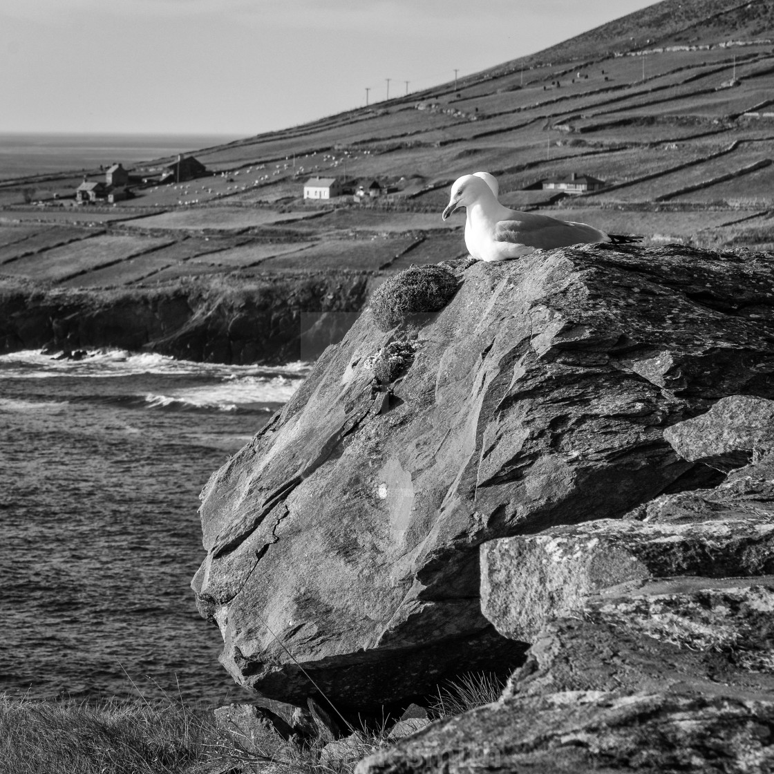 "Seagulls along Slea Head Drive" stock image