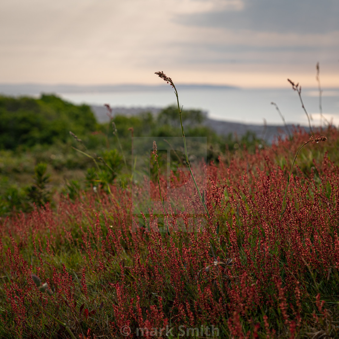 "Early Morning South Downs Way" stock image