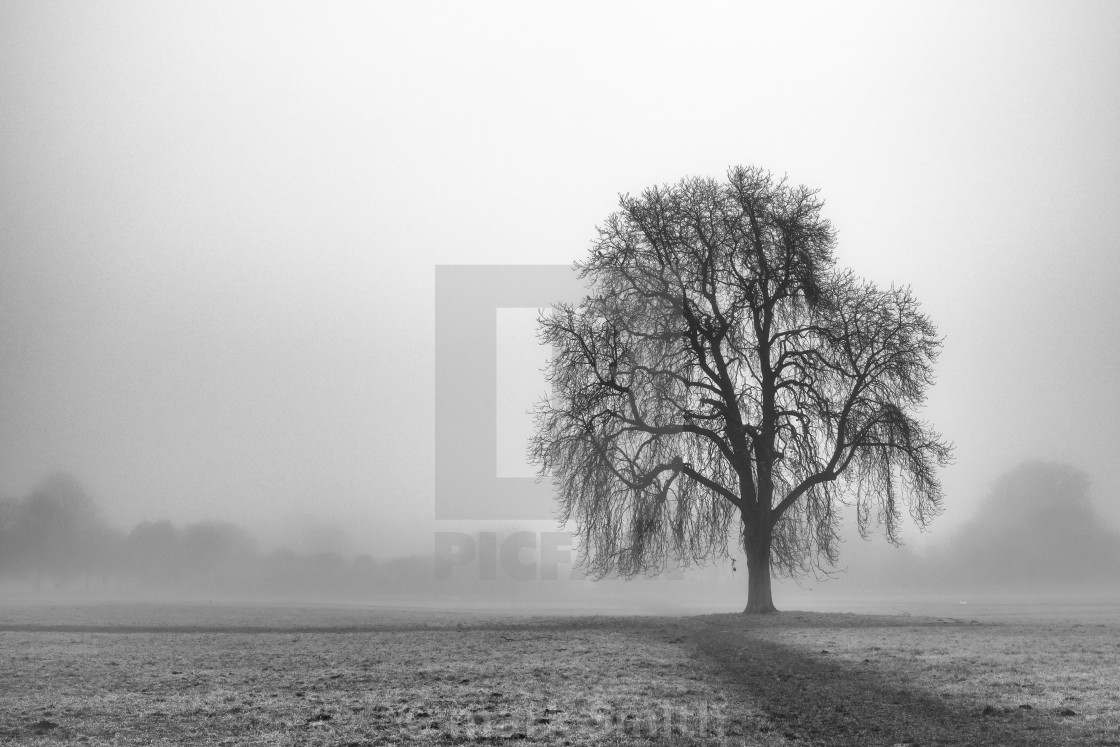 "Lone Tree In The Mist" stock image