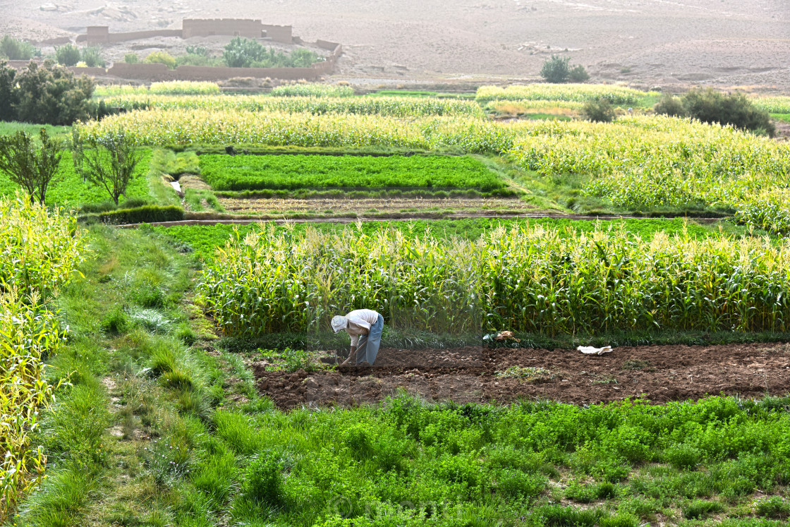 "Self-sufficient labor-intensive farming in Morocco" stock image